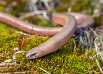 Slow Worm anguis fragilis