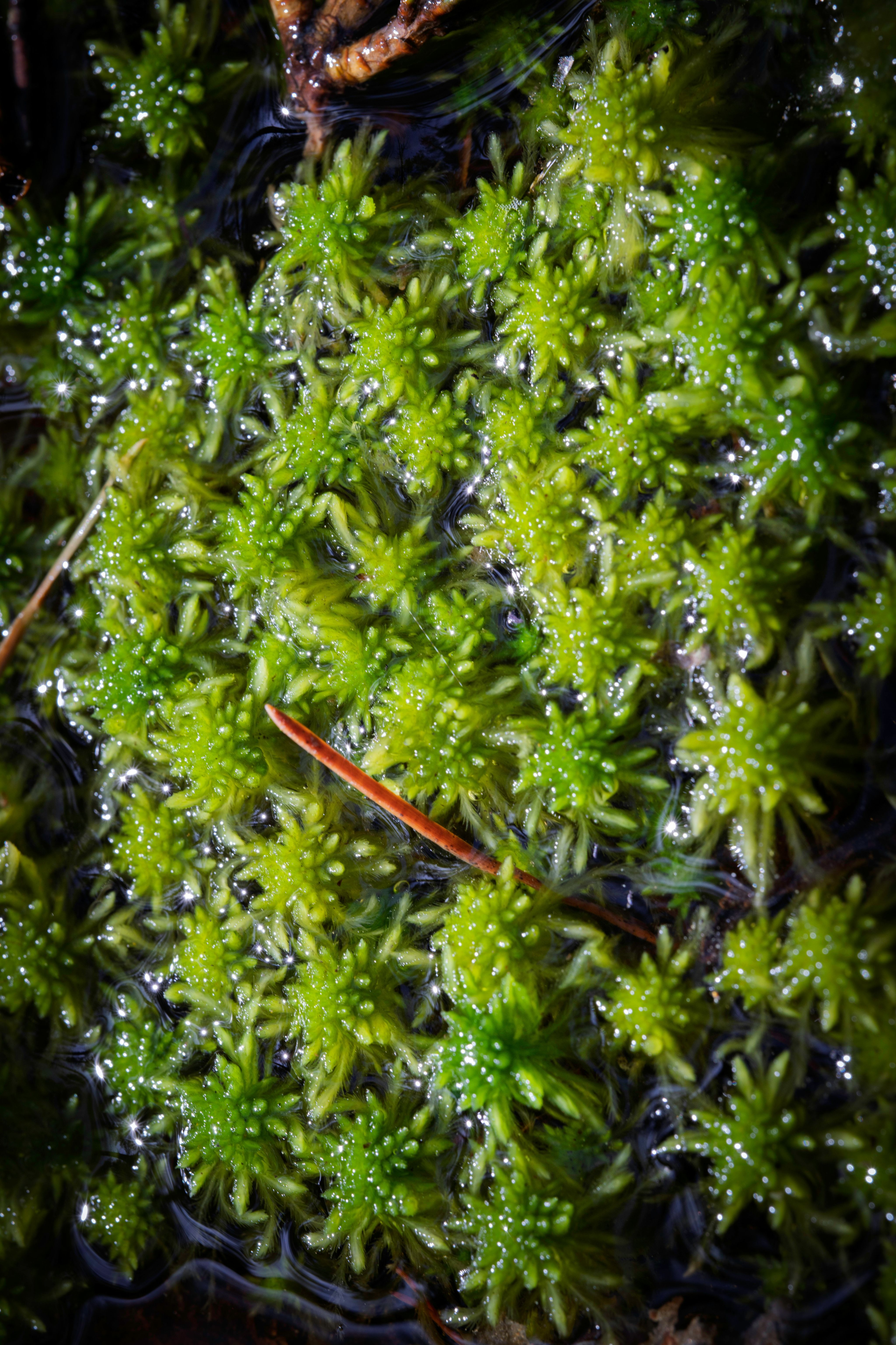 Close-up of vibrant green sphagnum moss in water.
