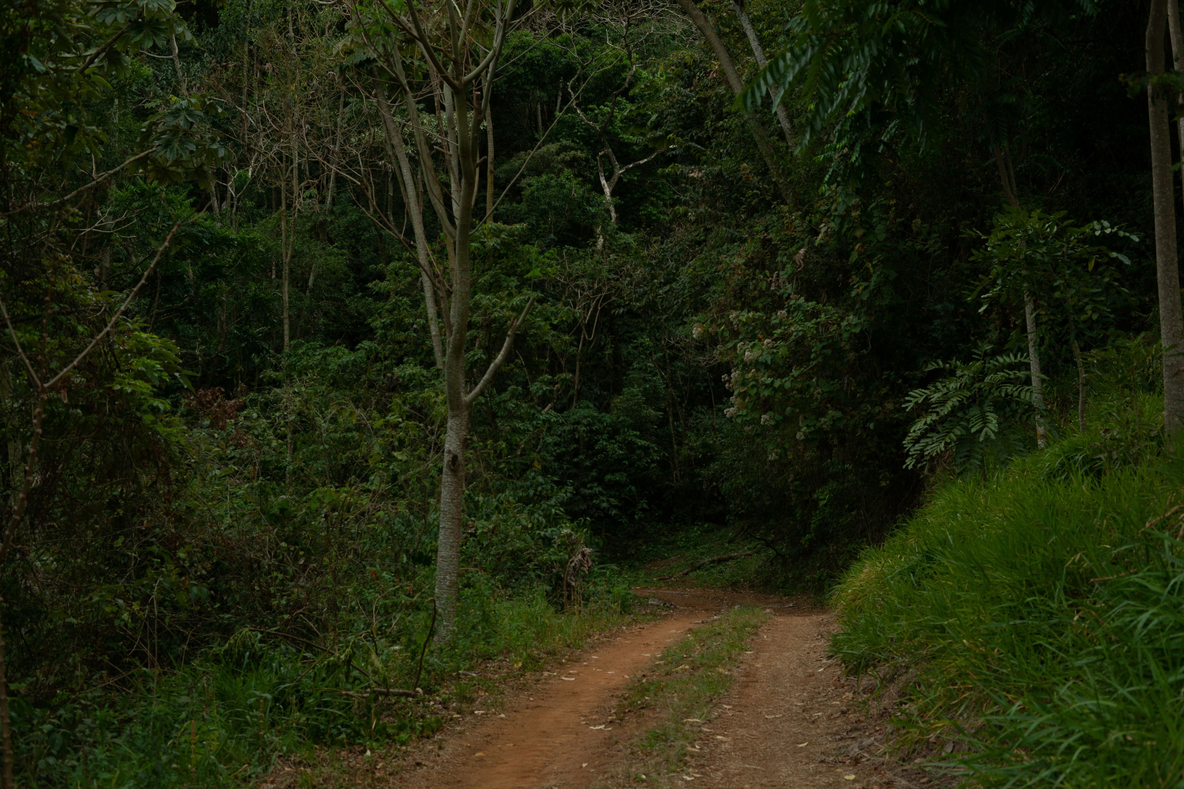 a dirt road in the middle of a forest