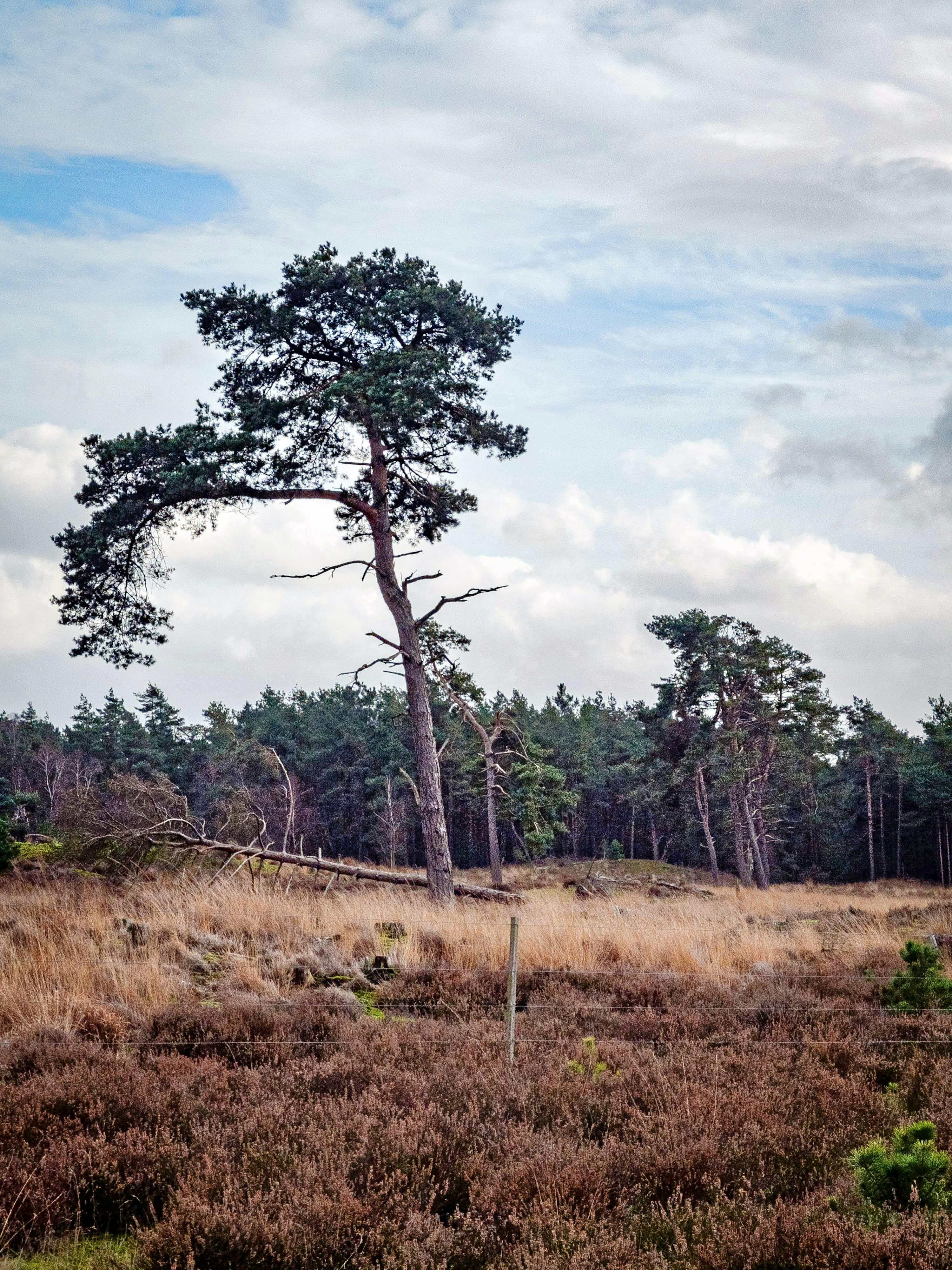 forest and plant field during day