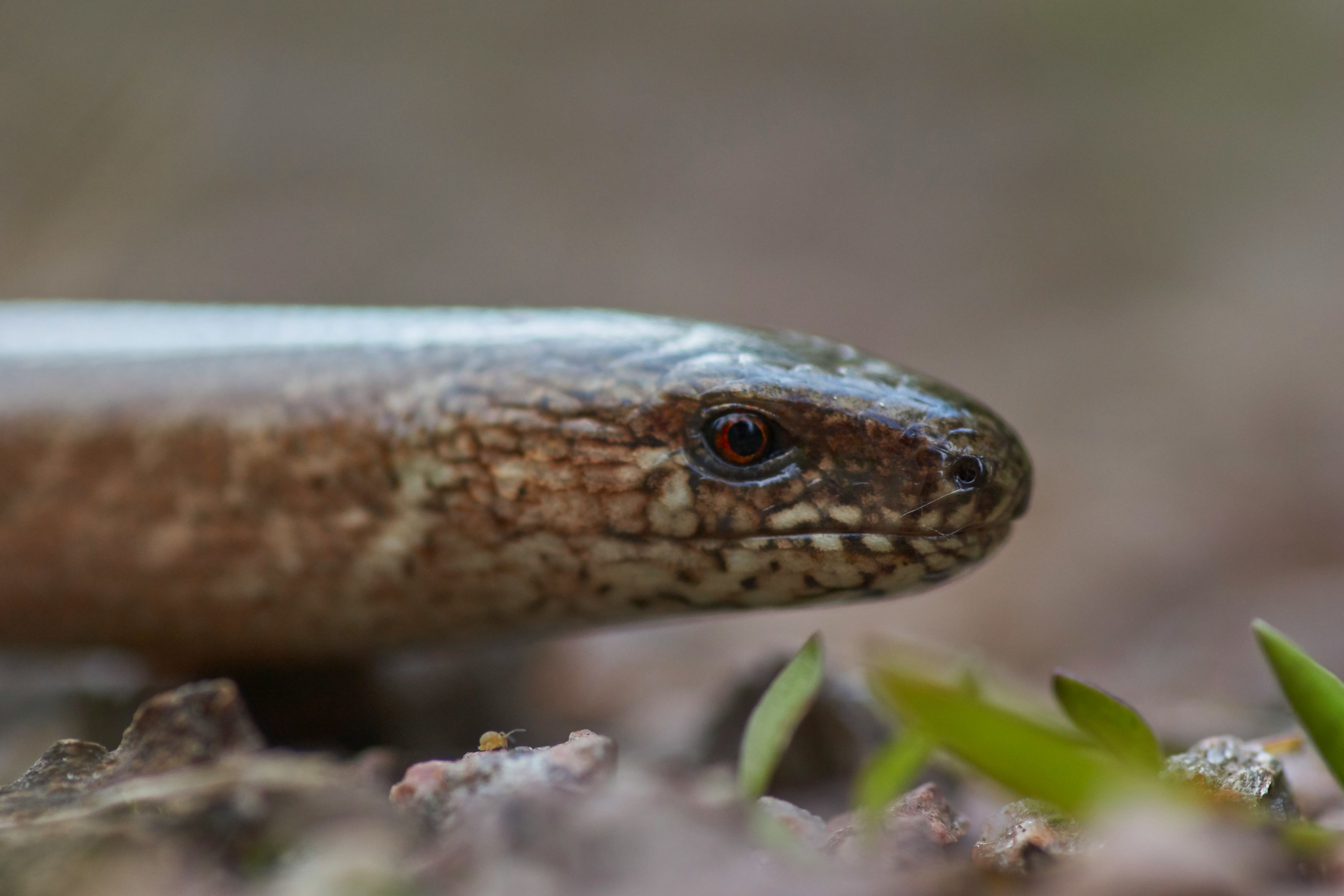 Slow Worm anguis fragilis
