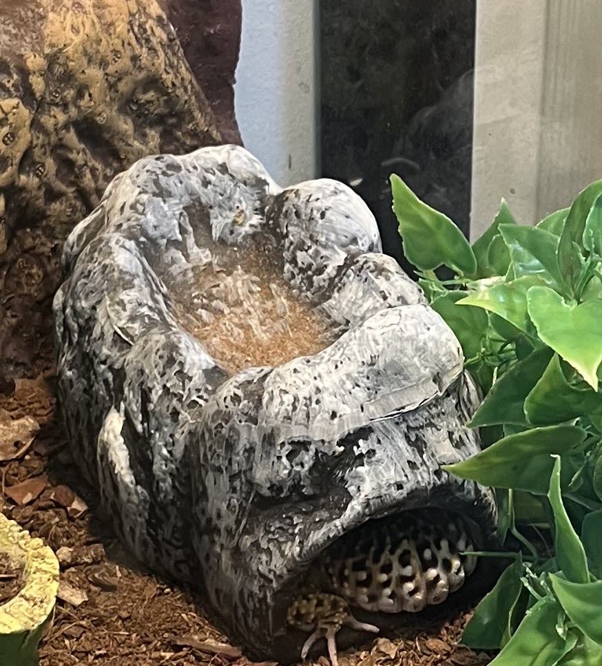 Leopard Gecko in humid hide