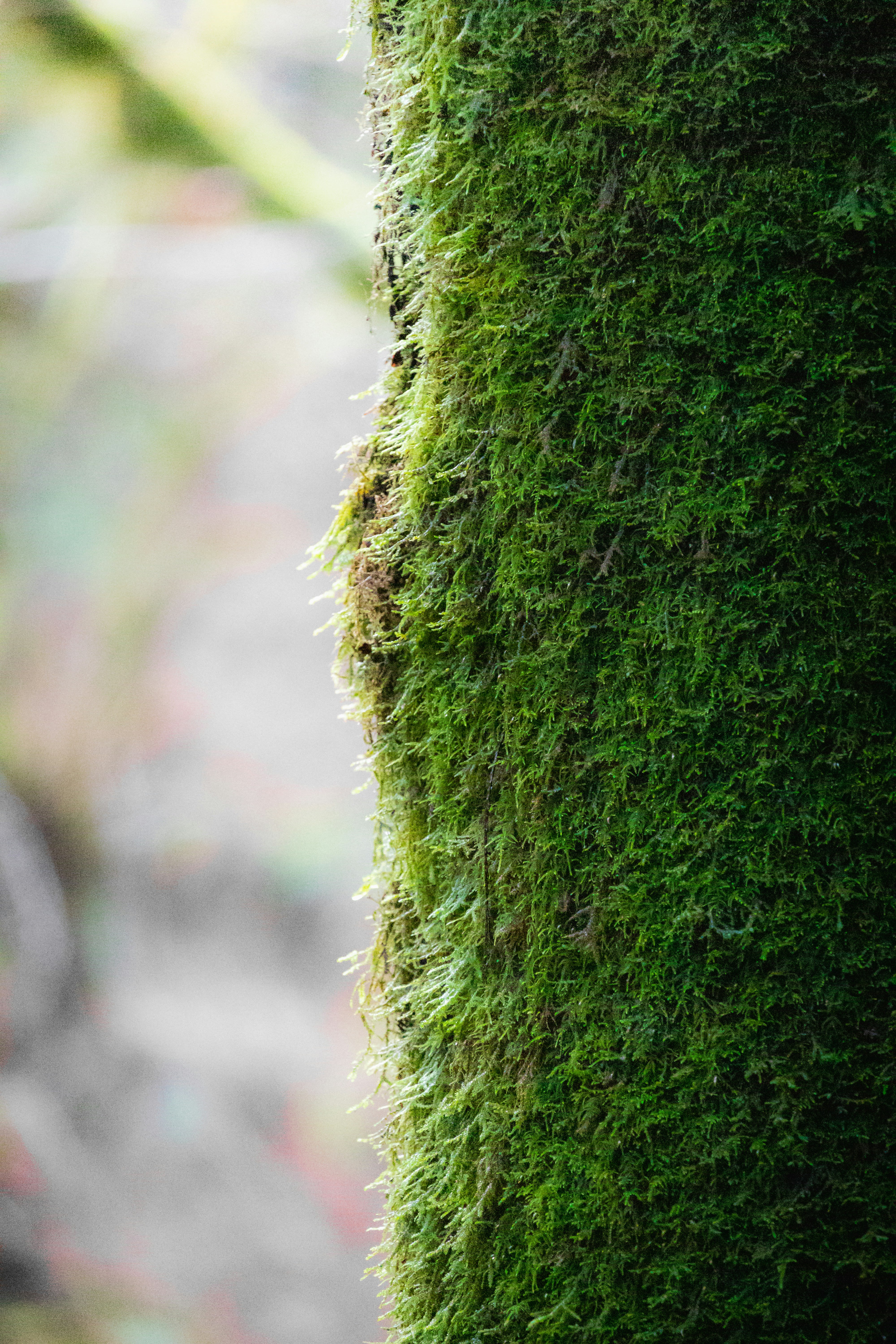 a close up of a tree trunk covered in green moss