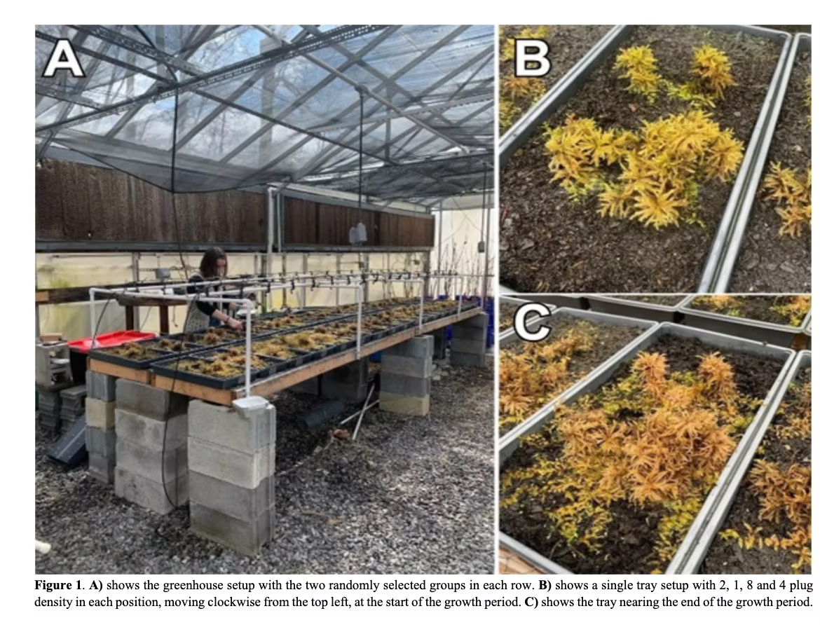Figure 1. A)&nbsp;shows the greenhouse setup with the two randomly selected groups in each row. B)&nbsp;shows a single tray setup with 2, 1, 8 and 4 plug density in each position, moving clockwise from the top left, at the growth period.e start of the growth period. C)&nbsp;shows the tray nearing the end of the growth period.