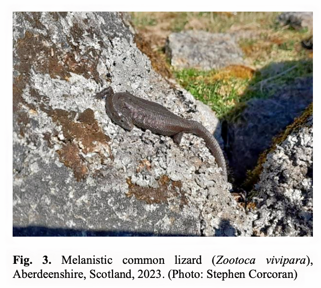 Melanistic Common Lizard